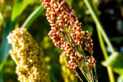 Cultivar quinoa de forma orgánica